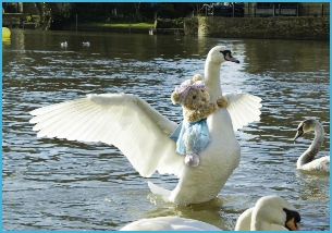 Melody Bear flies on a swan