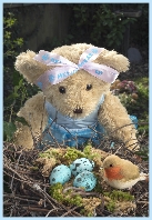 Melody Bear finds a nest