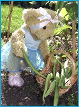 Melody Bear collects her beans from her garden